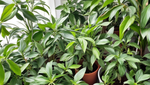 奶茶茶叶可以洗吗